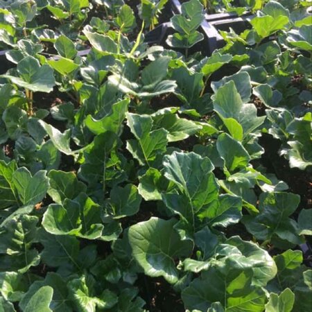 Acanthus mollis geen maat specificatie 0,55L/P9cm - image 6