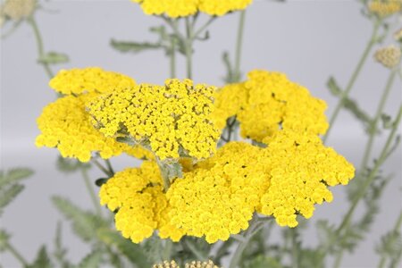 Achillea 'Moonshine' geen maat specificatie 0,55L/P9cm - afbeelding 6