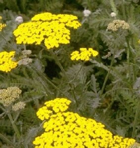 Achillea 'Moonshine' geen maat specificatie 0,55L/P9cm - afbeelding 7