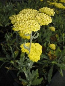 Achillea 'Moonshine' geen maat specificatie 0,55L/P9cm - afbeelding 4