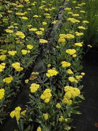 Achillea 'Moonshine' geen maat specificatie 0,55L/P9cm - afbeelding 5