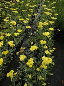 Achillea 'Moonshine' geen maat specificatie 0,55L/P9cm - afbeelding 5