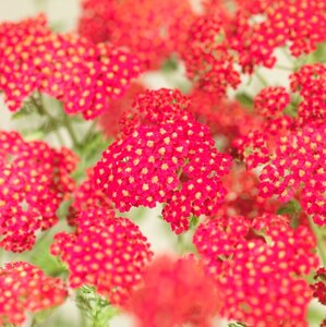 Achillea m. 'Paprika' geen maat specificatie 0,55L/P9cm - afbeelding 6