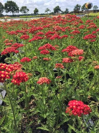 Achillea m. 'Paprika' geen maat specificatie 0,55L/P9cm - afbeelding 5