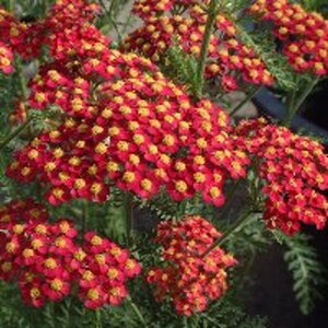 Achillea m. 'Paprika' geen maat specificatie 0,55L/P9cm - afbeelding 8