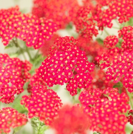 Achillea m. 'Paprika' geen maat specificatie 0,55L/P9cm - image 6