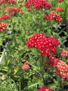 Achillea m. 'Paprika' geen maat specificatie 0,55L/P9cm - image 4