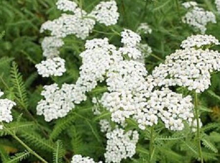 Achillea m. 'Schneetaler' geen maat specificatie 0,55L/P9cm