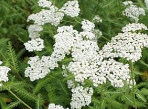 Achillea m. 'Schneetaler' geen maat specificatie 0,55L/P9cm