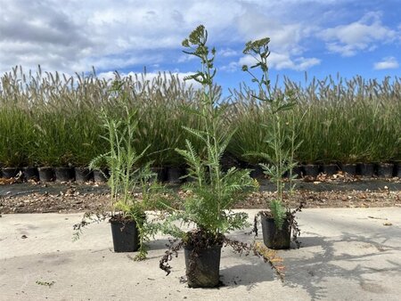 Achillea m. 'Schneetaler' geen maat specificatie 0,55L/P9cm