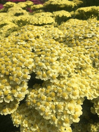 Achillea m. 'Sunny Seduction' geen maat specificatie 0,55L/P9cm - afbeelding 2