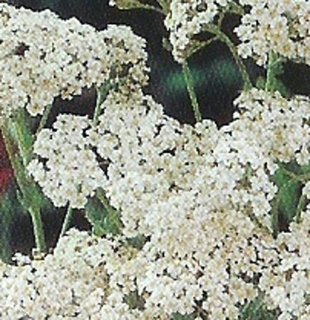 Achillea m. 'White Beauty' geen maat specificatie 0,55L/P9cm - afbeelding 2