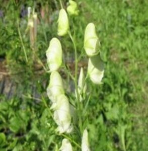 Aconitum napellus 'Album' geen maat specificatie 0,55L/P9cm