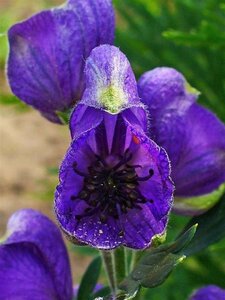 Aconitum napellus geen maat specificatie 0,55L/P9cm