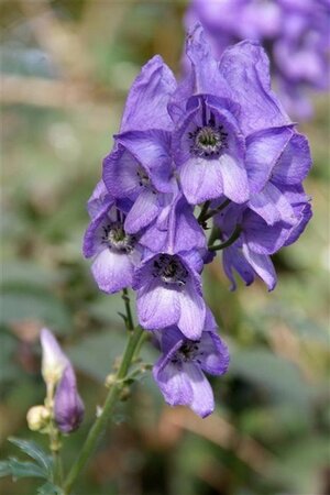 Aconitum napellus geen maat specificatie 0,55L/P9cm - afbeelding 7