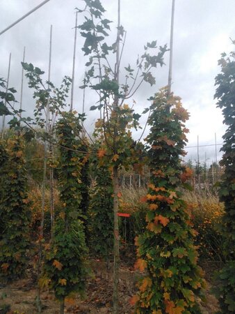 Acer plat. 'Columnare' 10-12 Hoogstam wortelgoed - afbeelding 2