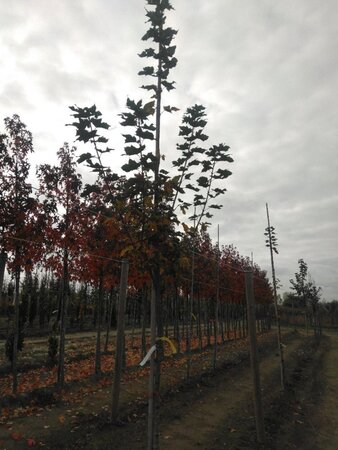 Acer plat. 'Columnare' 10-12 Hoogstam wortelgoed - afbeelding 3