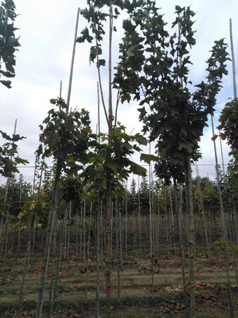 Acer plat. 'Columnare' 10-12 Hoogstam wortelgoed - afbeelding 1