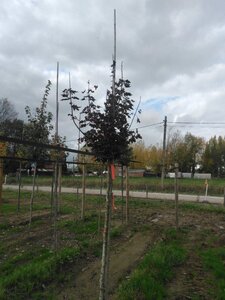 Acer plat. 'Crimson Sentry' 10-12 Hoogstam wortelgoed - afbeelding 5