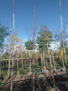 Acer plat. 'Crimson Sentry' 16-18 STA WRB 3 X V - image 4