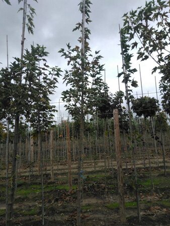 Acer plat. 'Drummondii' 6-8 Hoogstam wortelgoed - afbeelding 4