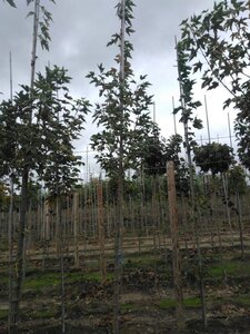 Acer plat. 'Drummondii' 6-8 Hoogstam wortelgoed - afbeelding 4