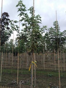 Acer plat. 'Drummondii' 6-8 Hoogstam wortelgoed - afbeelding 5