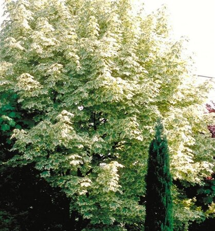 Acer plat. 'Drummondii' 6-8 Hoogstam wortelgoed - afbeelding 6