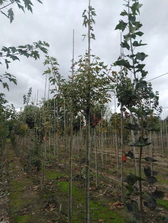 Acer plat. 'Drummondii' 8-10 Hoogstam wortelgoed - afbeelding 4