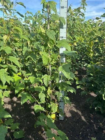 Acer pensylvanicum 100-125 cm met kluit - afbeelding 1