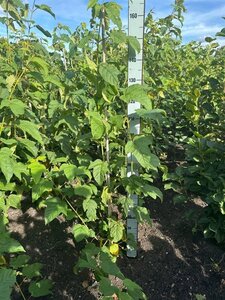 Acer pensylvanicum 100-125 cm met kluit - afbeelding 1