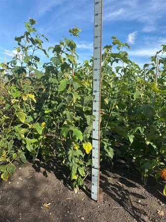 Acer pensylvanicum 125-150 cm met kluit