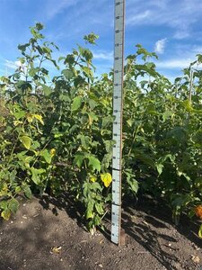 Acer pensylvanicum 125-150 cm met kluit