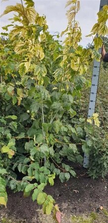 Acer pensylvanicum 150-175 cm met kluit