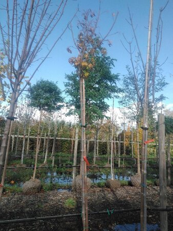 Acer plat. 'Globosum' 10-12 Hoogstam draadkluit - afbeelding 5