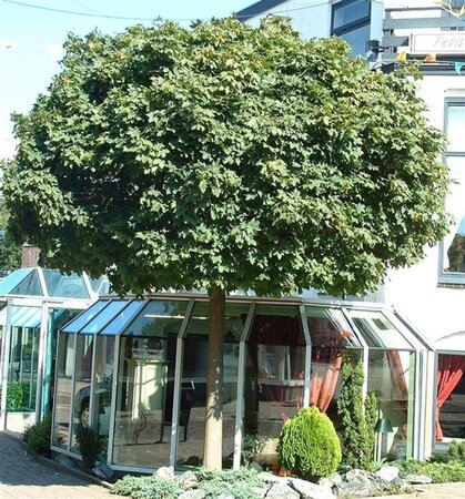 Acer plat. 'Globosum' 8-10 Hoogstam wortelgoed - afbeelding 4