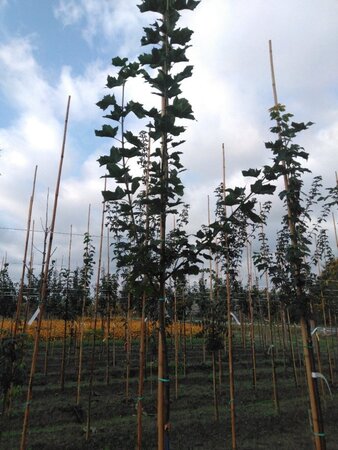 Acer platanoides 6-8 Hoogstam wortelgoed - afbeelding 4