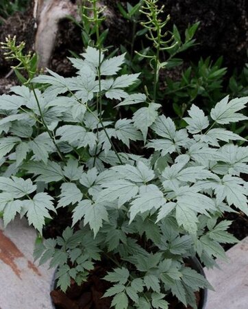 Actaea pachypoda Misty Blue geen maat specificatie 0,55L/P9cm - afbeelding 2