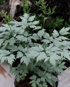 Actaea pachypoda Misty Blue geen maat specificatie 0,55L/P9cm - afbeelding 2