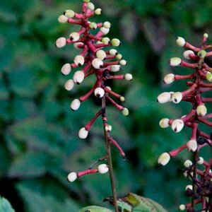 Actaea pachypoda Misty Blue geen maat specificatie 0,55L/P9cm