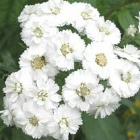 Achillea ptarmica 'The Pearl' geen maat specificatie 0,55L/P9cm - afbeelding 3