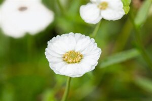Achillea ptarmica 'The Pearl' geen maat specificatie 0,55L/P9cm