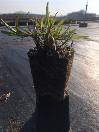 Achillea ptarmica 'The Pearl' geen maat specificatie 0,55L/P9cm - image 5