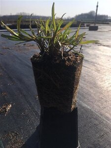 Achillea ptarmica 'The Pearl' geen maat specificatie 0,55L/P9cm - image 5
