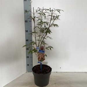 Acer pal. Royal Garnet 50-60 cm cont. 3,0L