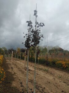 Acer plat. 'Royal Red' 10-12 Hoogstam draadkluit - afbeelding 2
