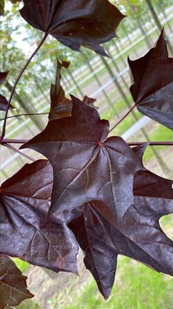 Acer plat. 'Royal Red' 10-12 Hoogstam draadkluit - afbeelding 4