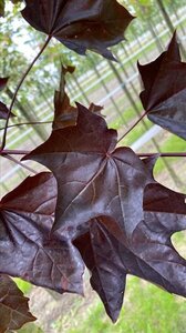 Acer plat. 'Royal Red' 10-12 Hoogstam draadkluit - afbeelding 4
