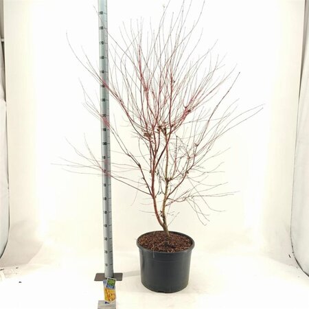 Acer pal. 'Sangokaku' 100-125 cm cont. 35L - afbeelding 3