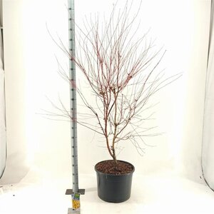 Acer pal. 'Sangokaku' 100-125 cm cont. 35L - afbeelding 3